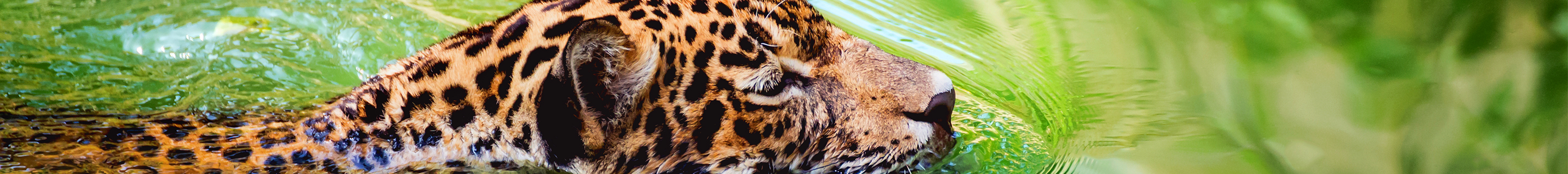 Africa River Cruises